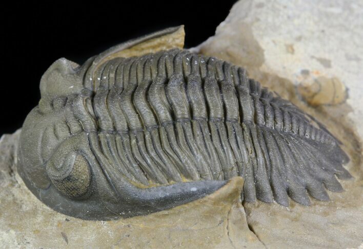 Hollardops & Barrandeops Trilobite Association - Top Quality #56252